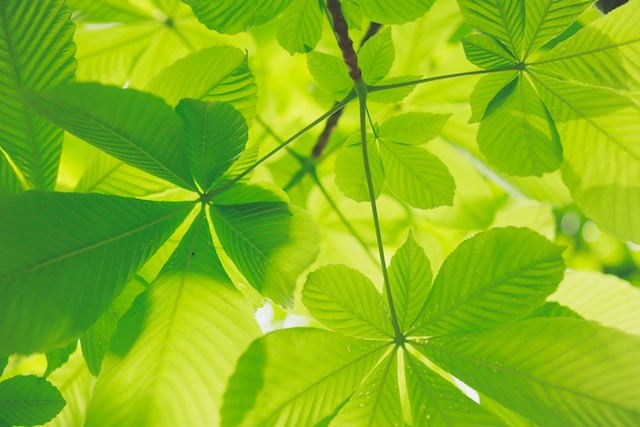 Rayon de soleil à travers feuilles