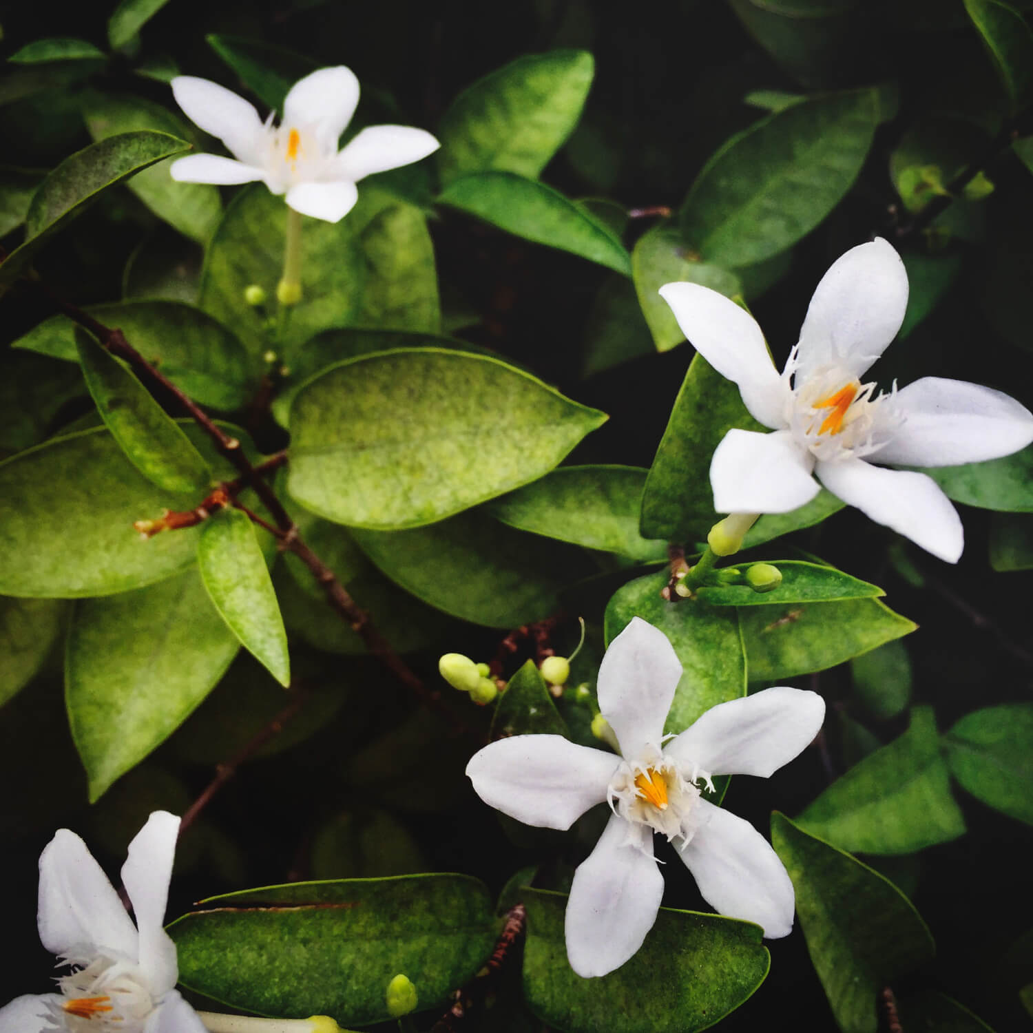 Jasmin étoilé plante hiver