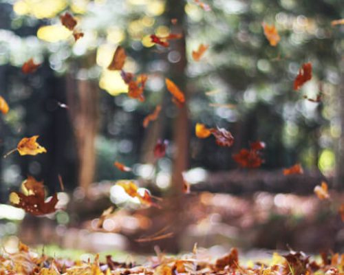 forêt en automne avec feuilles qui tombent